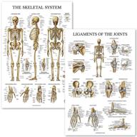 skeletal system ligaments joints anatomical logo