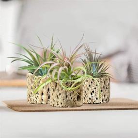 img 2 attached to 🌵 Cholla Wood for Air Plants: Whimsical Hobo Chic Planters, Book Dividers, Paper Weights & More | 6-Pack