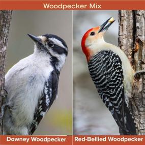 img 1 attached to 🐦 Nutrient-rich Woodpecker Mix: 8 Pound Bag of Premium Wild Bird Seed