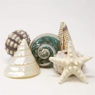 🐚 fancy sea shell set: 3 unique sea shells, sputnik sea urchin, knobby starfish - perfect for beach house decor logo