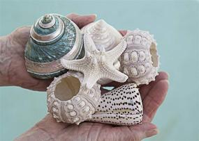 img 2 attached to 🐚 Fancy Sea Shell Set: 3 Unique Sea Shells, Sputnik Sea Urchin, Knobby Starfish - Perfect for Beach House Decor