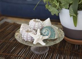 img 1 attached to 🐚 Fancy Sea Shell Set: 3 Unique Sea Shells, Sputnik Sea Urchin, Knobby Starfish - Perfect for Beach House Decor