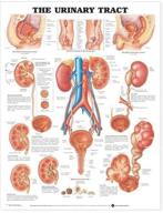 📚 the urinary tract anatomical chart: enhancing science education logo