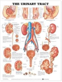 img 1 attached to 📚 The Urinary Tract Anatomical Chart: Enhancing Science Education
