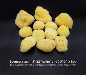 img 3 attached to 🧽 Constantia Beauty 12-Pack Natural Sea Silk Sponges: Size 1.5"-3" for Cosmetic Use, Makeup Application & Removal, Face & Eye Cleaning - Includes Luxury Gift Bag