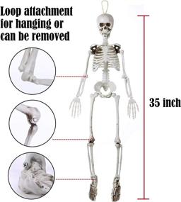 img 3 attached to 🎃 35-Inch Posable Halloween Skeleton - Full Body Plastic with Movable Joints, Ideal for Halloween Decorations and Party Favors