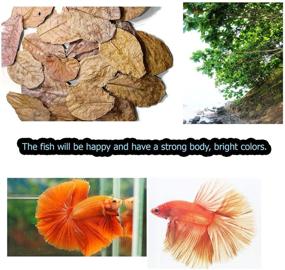 img 1 attached to 🌿 FANCYTE 18-25CM 50g (25-Pieces) Indian Almond Leaves Fish Tank - Ideal for Shrimp, Crayfish, Betta Fish - Enhances Comfort & Replicates Natural Habitat for Healthy Fish