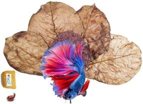 img 4 attached to 🌿 FANCYTE 18-25CM 50g (25-Pieces) Indian Almond Leaves Fish Tank - Ideal for Shrimp, Crayfish, Betta Fish - Enhances Comfort & Replicates Natural Habitat for Healthy Fish