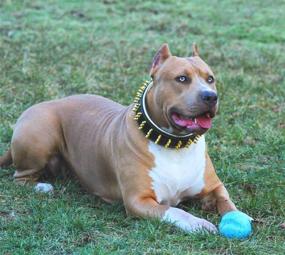 img 2 attached to Gold Giant Genuine Leather Studded Collar for Big Dogs - 2.5 inch Wide. Soft Padded, Durable & Comfortable. Handcrafted for Pitbull, Cane Corso, Rottweiler, Bully, Amstaff, Doberman