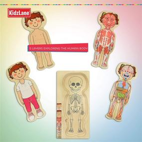 img 2 attached to 🧩 Wooden Body Puzzle for Toddlers by Kidzlane