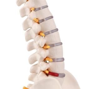 img 1 attached to 🦴 LYOU Miniature Spine Anatomy Model with Spinal Nerves, Pelvis, Femur - 15.5&#34; Vertebral Column Model on Base