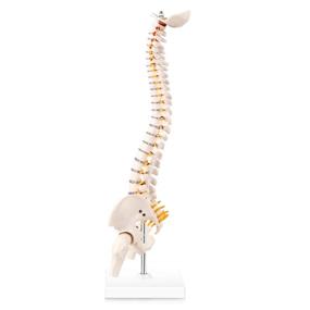 img 3 attached to 🦴 LYOU Miniature Spine Anatomy Model with Spinal Nerves, Pelvis, Femur - 15.5&#34; Vertebral Column Model on Base