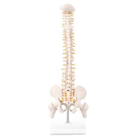 img 2 attached to 🦴 LYOU Miniature Spine Anatomy Model with Spinal Nerves, Pelvis, Femur - 15.5&#34; Vertebral Column Model on Base