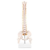 🦴 lyou miniature spine anatomy model with spinal nerves, pelvis, femur - 15.5&#34; vertebral column model on base логотип