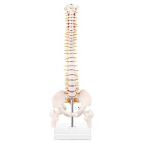 img 4 attached to 🦴 LYOU Miniature Spine Anatomy Model with Spinal Nerves, Pelvis, Femur - 15.5&#34; Vertebral Column Model on Base