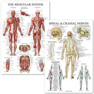 anatomical spinal nerves in the muscular system logo