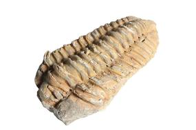 img 4 attached to 🦕 Authentic Trilobite Fossil: Millions of Years Old