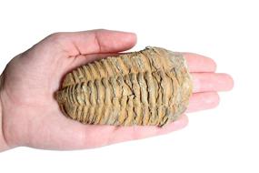img 1 attached to 🦕 Authentic Trilobite Fossil: Millions of Years Old