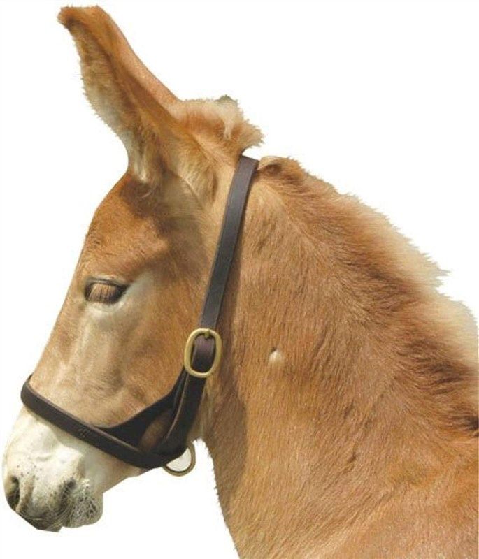 Intrepid International Leather Foal Halter reviews and…
