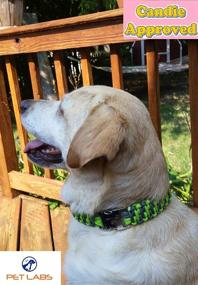 img 1 attached to 🐶 Pet Labs Paracord Dog Collar: Vibrant Pink Camo and Military Green Camo with Durable Shackle