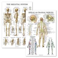 📦 laminated skeletal anatomical dermatome pack logo