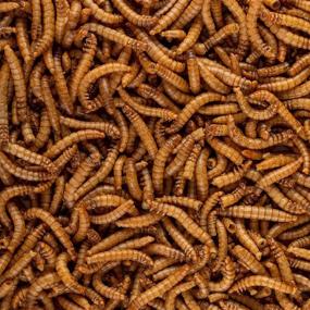 img 1 attached to Healthy Herp Insectivore Mealworms 0 95 Ounce