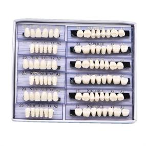 img 2 attached to 👻 Halloween Horror Teeth: 168 Pcs Dental Denture Set - 6 Sets of Synthetic Resin False Teeth, A2 shade for a Terrifyingly Realistic Look