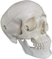 🧠 enhance anatomy studies with the taketex life size removable skullcap mandible logo