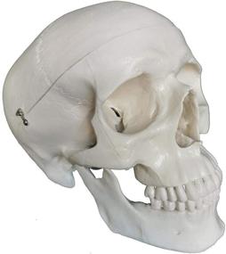 img 4 attached to 🧠 Enhance Anatomy Studies with the TakeTex Life Size Removable Skullcap Mandible
