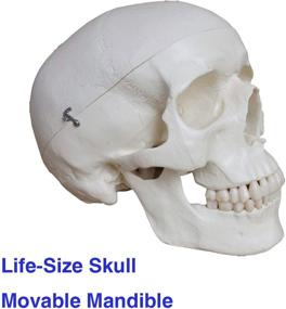 img 3 attached to 🧠 Enhance Anatomy Studies with the TakeTex Life Size Removable Skullcap Mandible