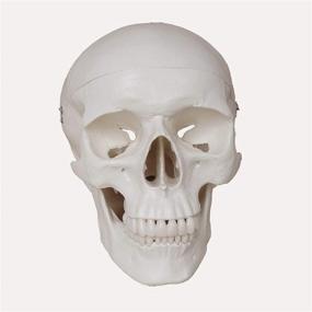img 1 attached to 🧠 Enhance Anatomy Studies with the TakeTex Life Size Removable Skullcap Mandible
