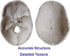 img 2 attached to 🧠 Enhance Anatomy Studies with the TakeTex Life Size Removable Skullcap Mandible