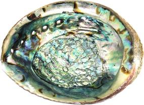 img 3 attached to Govinda Selected Abalone Shell Inches