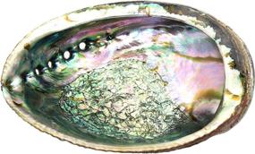 img 2 attached to Govinda Selected Abalone Shell Inches