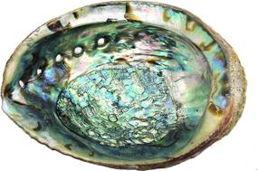 img 4 attached to Govinda Selected Abalone Shell Inches