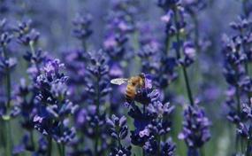 img 1 attached to TooGet Culinary Dried Lavender Buds: Ultra Blue Premium Grade Lavender Flowers for Cooking, Baking, and DIY Crafts - 4 OZ