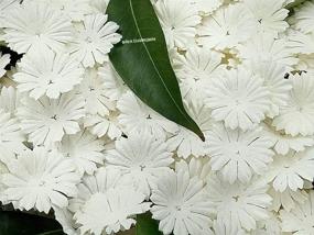 img 3 attached to NAVA CHIANGMAI 100 White Mulberry 🌼 Daisy Paper Flowers for Scrapbooking Embellishment: Enhancing SEO