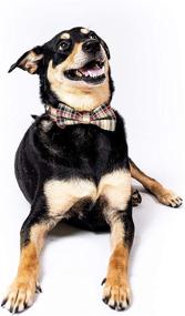 img 3 attached to 🐶 Dashin' Dogz Plaid Tartan Bowtie Dog Collar with Removable Bow Tie for Male or Female Dogs, Adjustable and Comfortable, Ideal Pet Gift