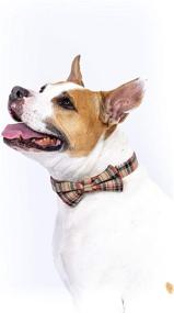 img 1 attached to 🐶 Dashin' Dogz Plaid Tartan Bowtie Dog Collar with Removable Bow Tie for Male or Female Dogs, Adjustable and Comfortable, Ideal Pet Gift