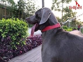 img 1 attached to Premium Genuine Leather Dog Collar by Tellpet