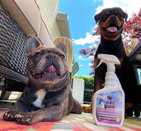 img 1 attached to 🐾 Pet Stain & Odor Miracle: Enzyme Cleaner for Dog Urine, Cat Pee, Feces, and Vomit - Natural Eliminator for Carpet, Rug, Upholstery, Couch, Mattress, and Furniture (32FL OZ)