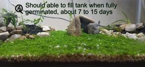 img 2 attached to Premium Foreground Seeds for Freshwater Aquarium Live Plants: Ideal Carpeting for Shrimps, Betta, Goldfish, and Guppies