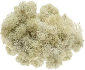 img 1 attached to 🌿 Preserved Reindeer Moss in Cream Color - 8 Ounces, Ideal for Fairy Gardens, Terrariums, Crafts, and Floral Projects. Includes Bonus Nautical eBook by Joseph Rains