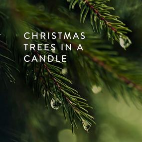 img 3 attached to 🌲 Pine Needle Frasier Fir Candle - 6.5 Oz by Thymes: Enhance Your Space with the Essence of Nature