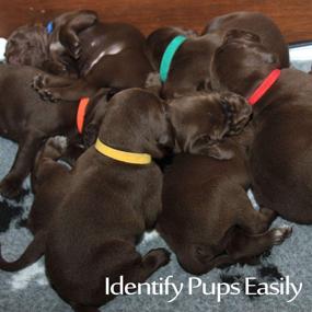 img 1 attached to 🐶 Colorful Eeejumpe Puppy ID Bands Collars - Adjustable and Vibrant in 12 Colors