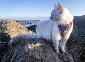 img 1 attached to 🐾 Discover the RC Pets Adventure Kitty Harness for Small Cats - Perfect Cat Walking Harness in Maldives