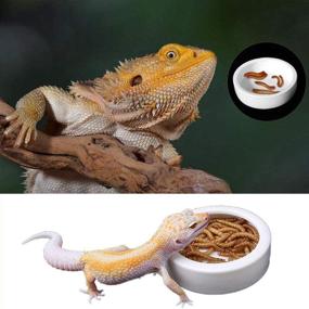 img 1 attached to 🦎 DSHE 4-Piece Reptile Bowls and Tweezers Set Terrarium Feeding Worm Dish + Mealworm Feeder Ceramic Bowl with Feeding Tweezers Tongs