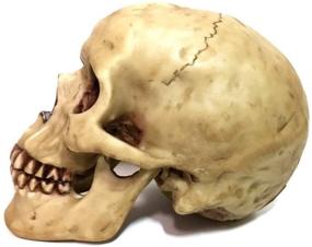 img 2 attached to Highly Realistic Replica Human Skull Statue for Home Décor | 6.5x4.25x4.6 Inches