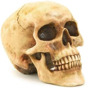 img 3 attached to Highly Realistic Replica Human Skull Statue for Home Décor | 6.5x4.25x4.6 Inches