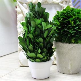 img 1 attached to 🍃 COCOMIA Preserved Boxwood Tree: Natural Indoor Greenery, Simple Care - Small Pot, 2.4”Wx2.4”Dx6.3”H